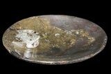 Round Fossil Goniatite Dish #73990-2